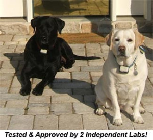 lab-dogguard-dogs-300x274