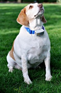 Sam & Beth's Beagle : Gracie Mae Louise