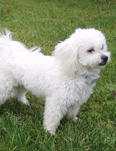 Justy - a Woodhaven Lhasa Apso/Poodle mix
